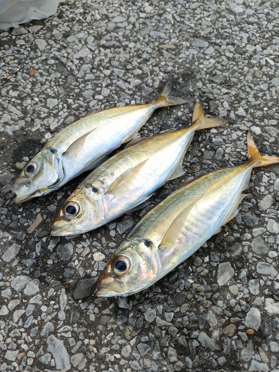 70iKM6mdPyFToha's tweet photo. 内房アジング〜😎
釣り友がアジング初アジGET🎣
釣果は少ないけど貴重な1匹✨
18cmくらい https://t.co/09zAVha7dr