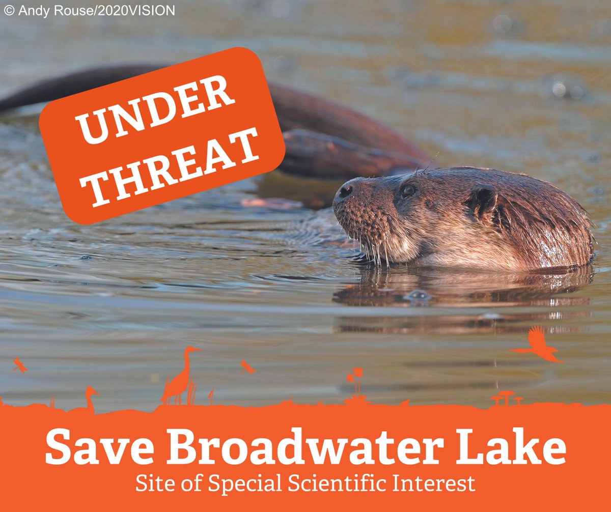 🚨 Hillingdon Council's proposal for a Watersports Facility at #BroadwaterLake threatens this nationally protected wetland & its wildlife.

You can help: 
📝Object to the planning application:ow.ly/CeuC50RPhGT
📢Contact your local representatives and MPs
🗣️Spread the word