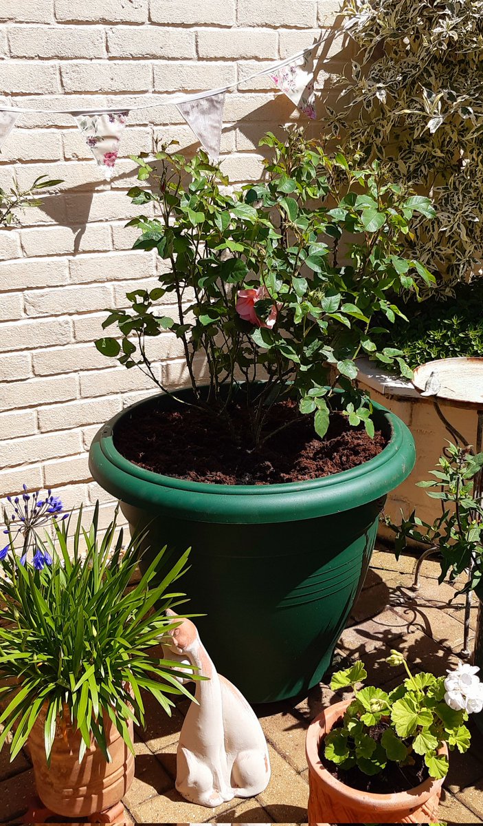 Just planted up my new purchase of  <a href="/DAustinRoses/">David Austin Roses</a> <a href="/EmmaBridgewater/">Emma Bridgewater</a> rose in my summer courtyard 
Already looks amazing and in fabulous condition 🌹
Happy Sunday #GardeningX #GardeningTwitter 👩‍🌾🌹🌿
