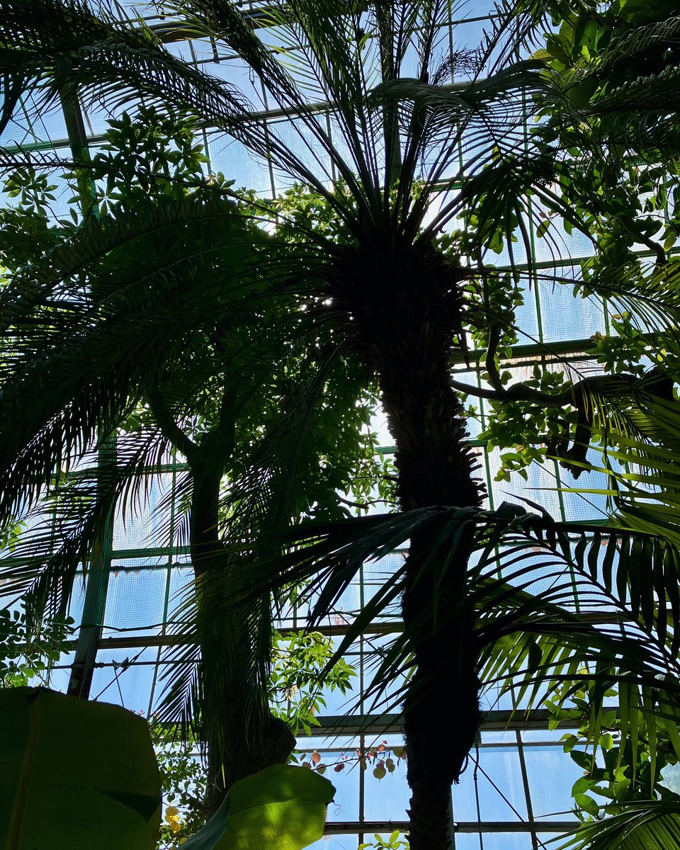 ataiga_0908's tweet image. Check out this fab Shinno palm tree I stumbled upon! 🌴 

Its tropical vibes are on point! 

#shinnopalm #tropicalbeauty #palmtreeparadise #naturediscovery #urbanjungle #botanicalwonders #plantlover #greenthumbs #homegarden #interiorinspo #plantobsessed #junglevibes #greenspaces