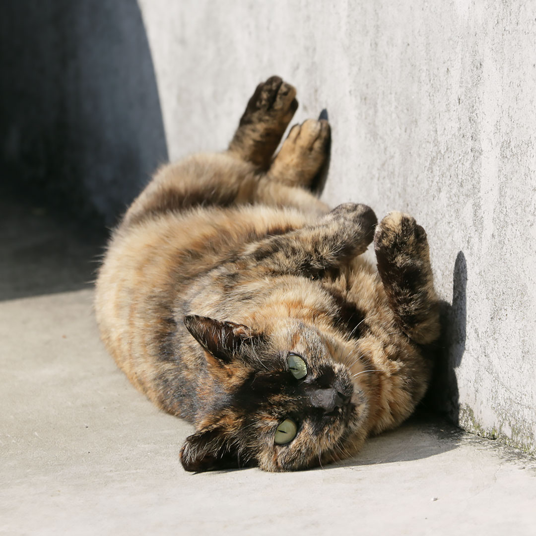 塀際で寝そべるねこさんが居ました。
「そんなに見ないでよ～」
「ふ～んだ」
「しつこいわねっ！」
#ねこ #猫 #ねこ写真 #猫写真 #東京猫 #ねこすたぐらむ #外猫 #野良猫 #地域猫 #straycat #tokyocats #cat #gato #chat #cutecats #サビ猫