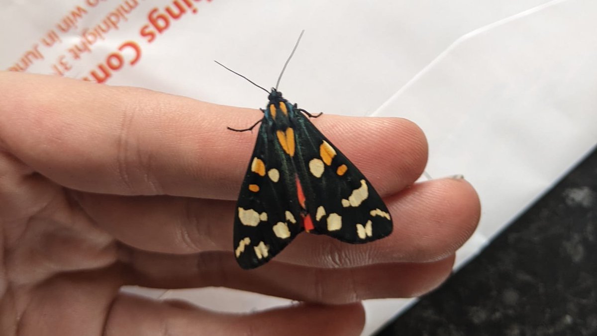 Entomatthew's tweet photo. It seems @entomolojosh has rubbed off on me, I've reared my first ever moth to adulthood, this very fancy looking Scarlet Tiger (Callimorpha dominula). It was a really interesting process to watch, and I'll definitely keep an eye out for more caterpillars. https://t.co/c8rSuOUc5j