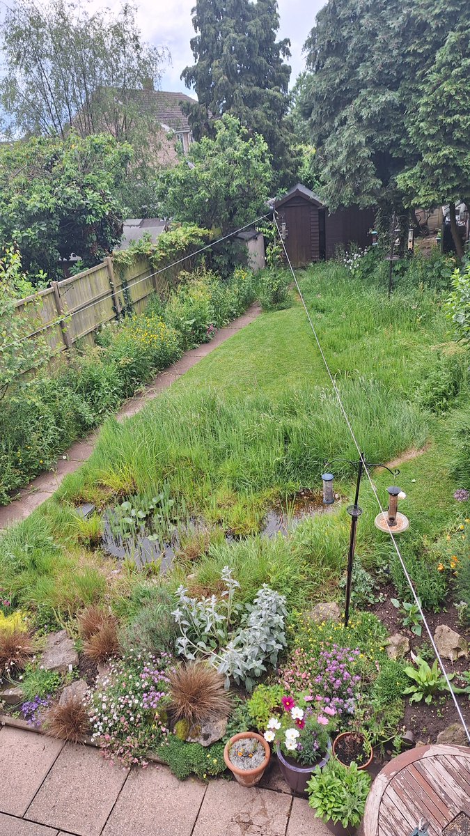 Our garden coming into "peak-jungle" phase now. Bugs and birds in relative abundance since March. New plant additions this year - Honey Garlic and Yellow Rattle in the lawn proving especially popular with the bees. Spiders everywhere. #nomow #wildlifegarden