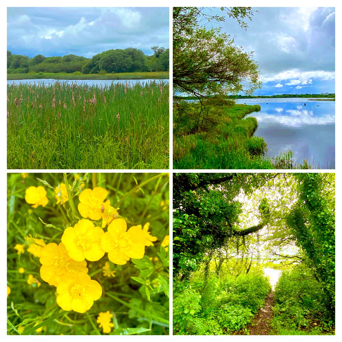 A lovely Sunday walk at The Gearagh earlier before the rain came! 💚 #NatureReserve #NatureBeauty #ThePhotoHour #PureCork #Cork