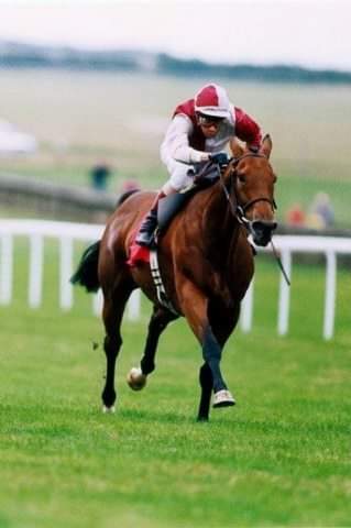 In The Groove followed up her Musidora Stakes win with a 3 length success in the 1990 Irish 1000 Guineas. Fourth to Salsabil in the Oaks, In The Groove defeated Eclipse winner Elmaamul in the Juddmonte International and ended the year beating Linamix in the Champion Stakes.