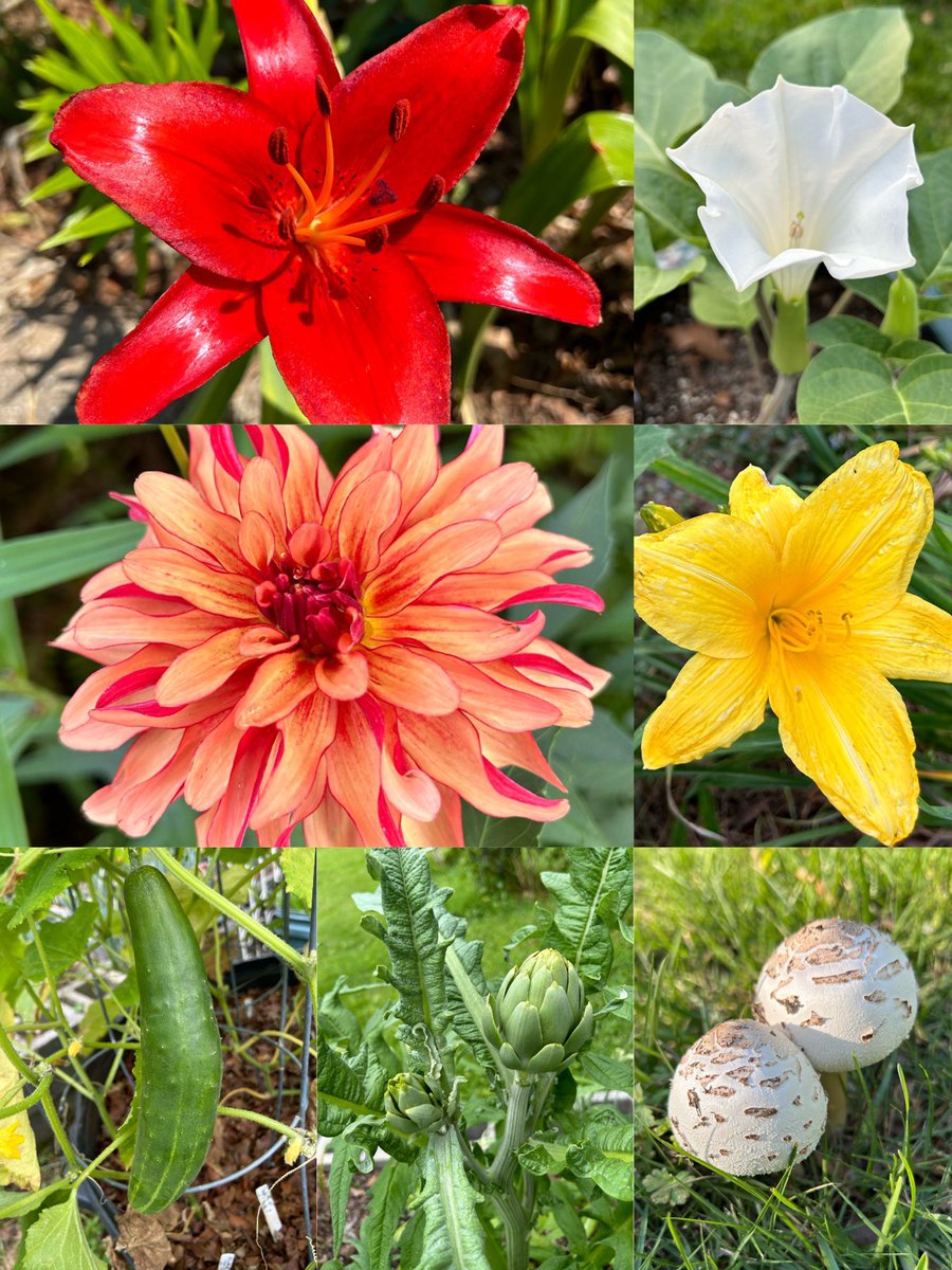 #SevenOnSunday is also a #SundayYellow😆Asiatic Lilly, Datura innoxia, Dahlia, Hemerocallis, first cucumber, first Artichoke and lawn mushrooms from the rain. It will be a scorcher today 😃🔥 #Flowers #Gardening #Plants #MemorialDayWeekend #FlowerPhotography #FlowerGardening