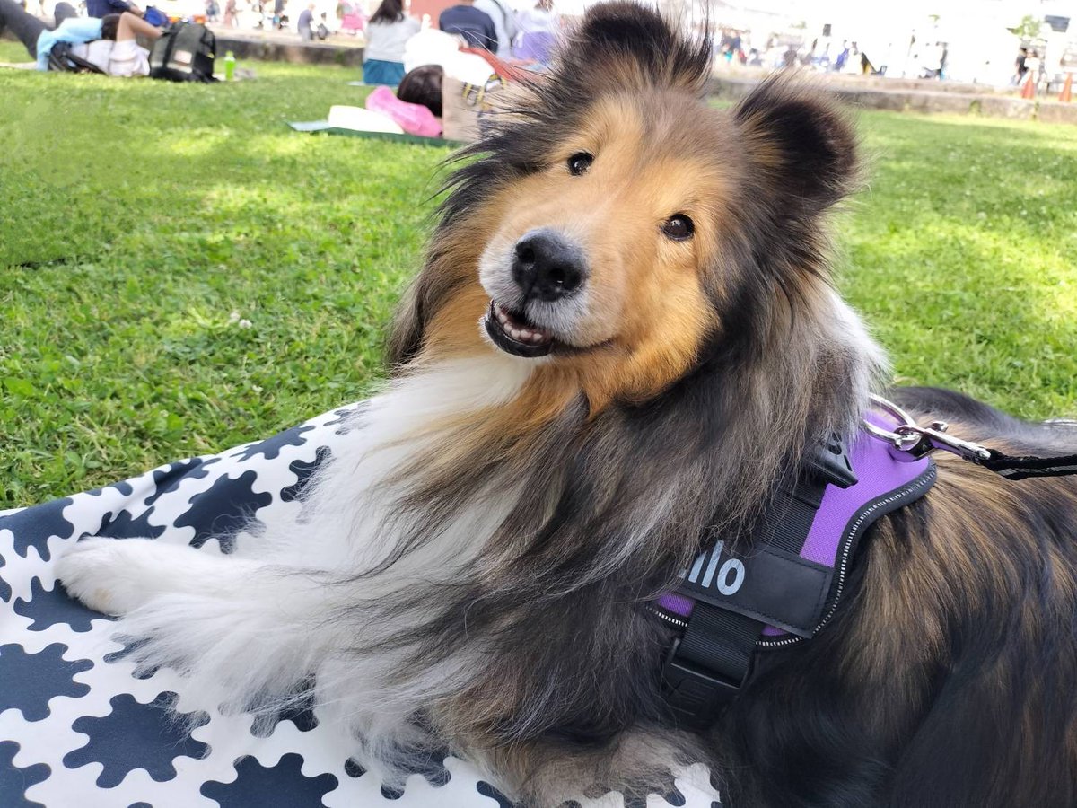 聞いて‼ 
ちょっとビックリしたﾂ!!
いぬのくまさんが急に振り返って「おかあちゃん 楽しい♬」って伝えてきた..(ように感じた..)
不思議な数秒間でした
#シェルティ