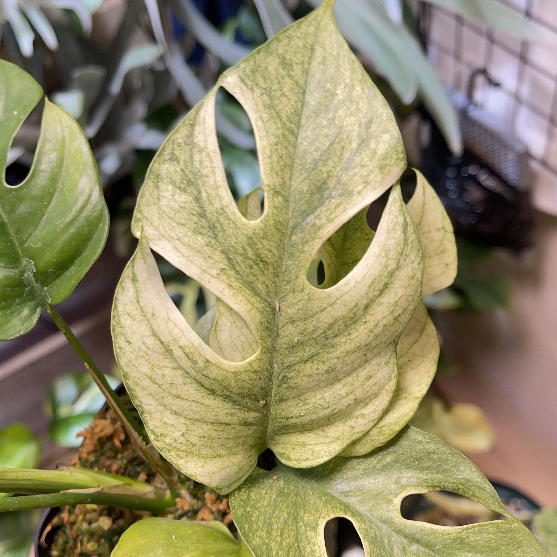 ラフィドフォラ テトラスペルマ ホワイトモンスター ヒメモンステラ