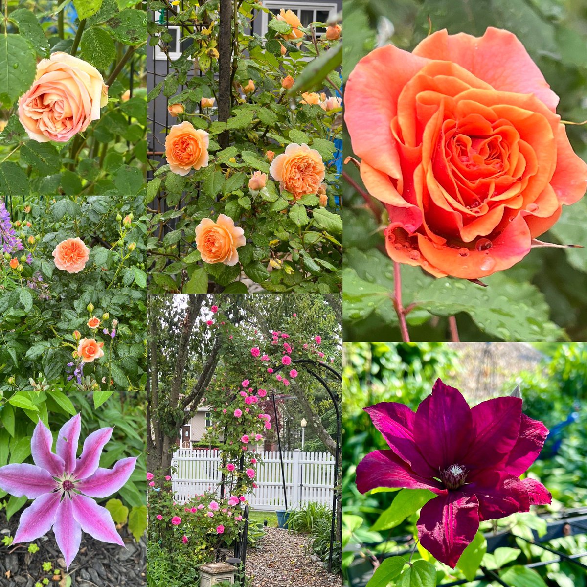 First flush of roses
Bathsheba, Crown Princess Margareta, Crazy Love, clematis Cardinal Rouge, Zephrine Drohin, clematis Nelly Moser, At Last
#SevenOnSunday