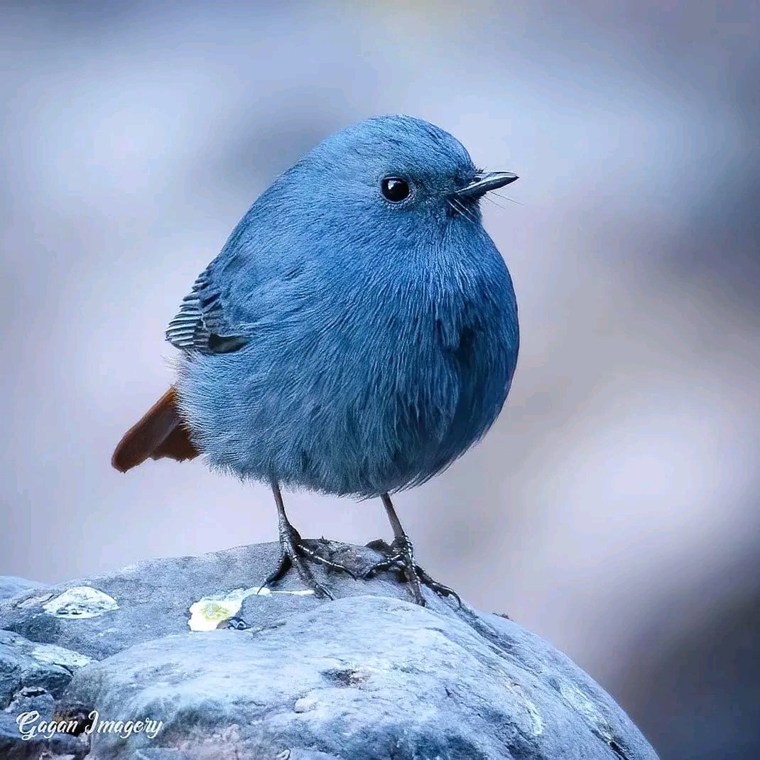 The perfect spot to watch the world go by.

📷  Gagan Gyan ©️

#birds #photography #nature