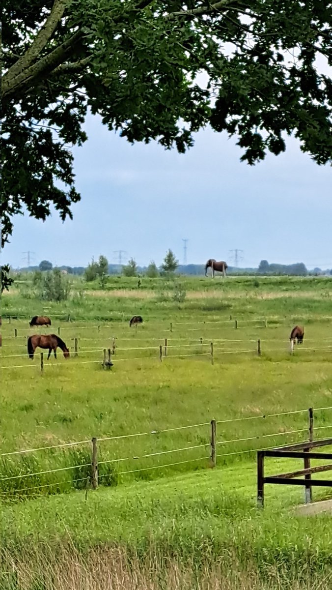 SchilteS's tweet photo. #theweepingelephant 
#dordtsebiesbosch 
Weer eens hollen na 6 weken tussen de buien én #naaktslakken door https://t.co/FkBhNg8lJr