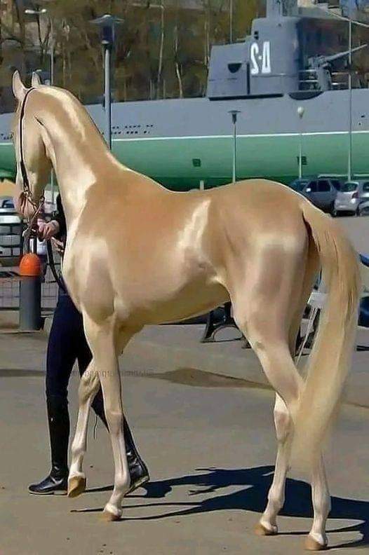 Akhal-téké est une race de chevaux de plus de 3000 ans.
Comme tissée de soie et de perles, la race vient du Turkménistan, où elle est un symbole national.
On l'appelle aussi le 'cheval doré' à cause de son apparence. Il en reste entre 6000 et 7000 dans le monde.