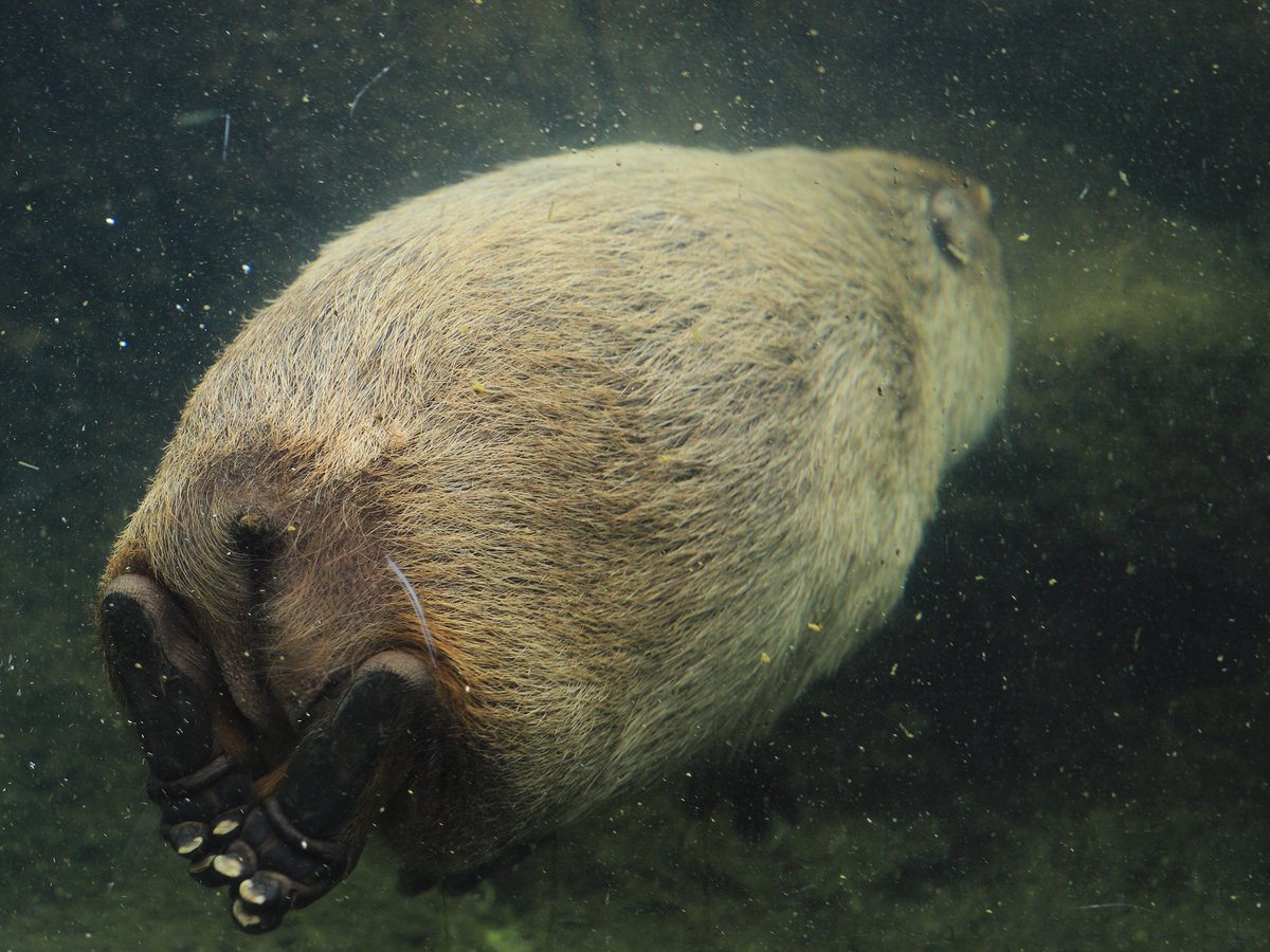 潜航 けつようび
#カピバラ #ときわ動物園 #capybara