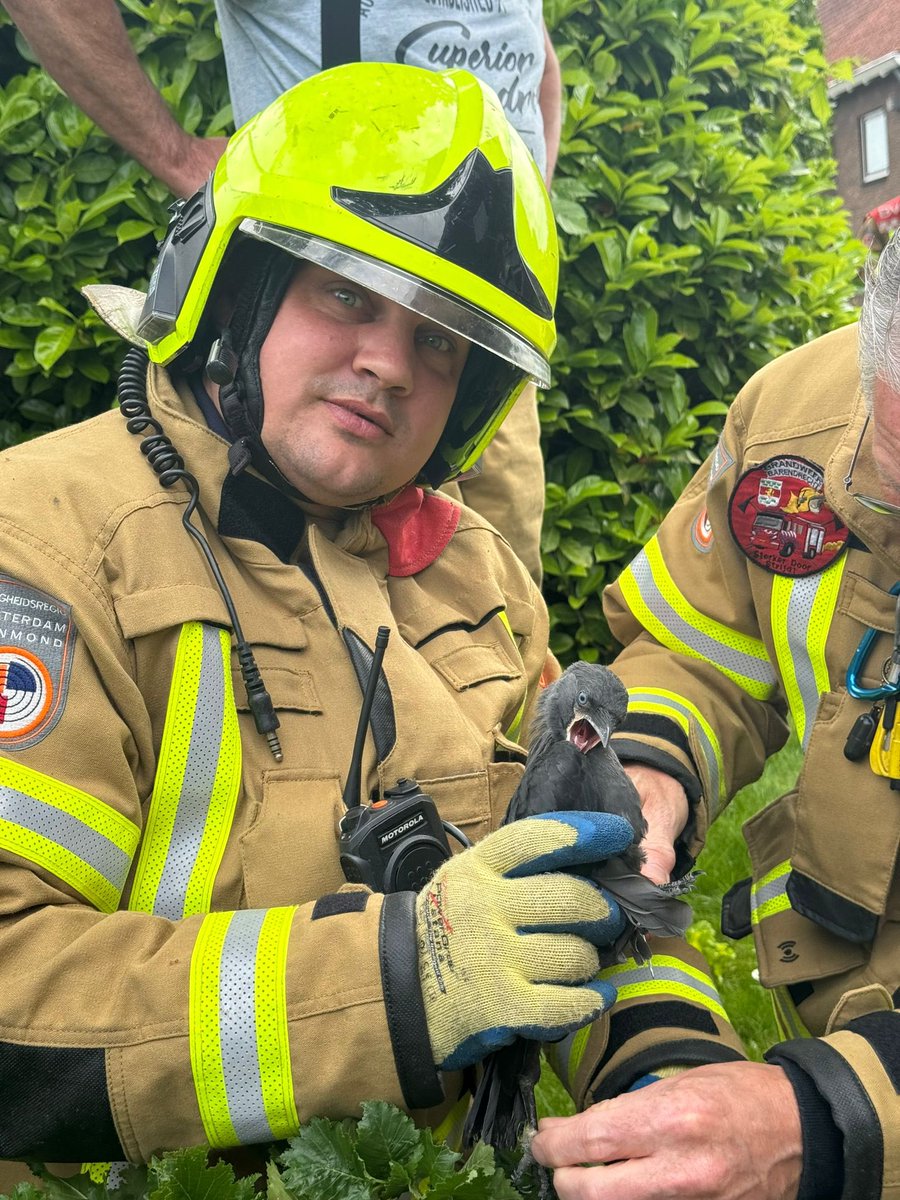 Vanmiddag zijn we uitgerukt voor een dier in nood. Het beestje was al snel in veilige handen bij één van onze vrijwilligers! 🐥🚒🧑‍🚒 #Barendrecht #dierinnood #altijdparaat #brandweer #vrijwilligebrandweer