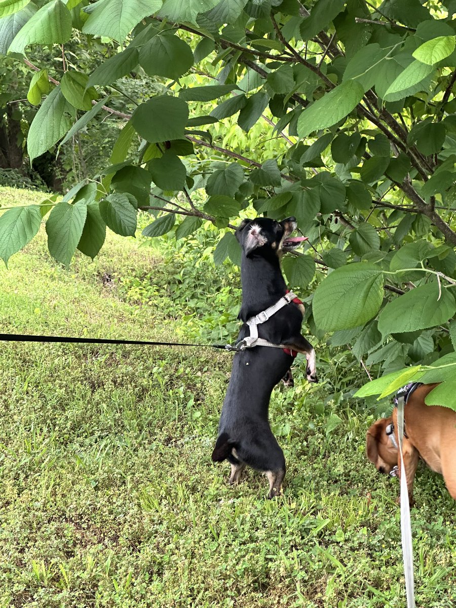 Luna is ready to pounce on some squirrels!