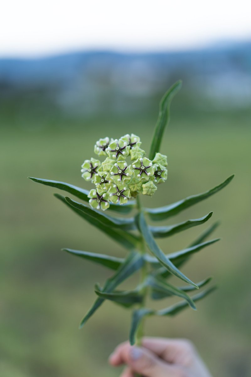 今年の新品種。