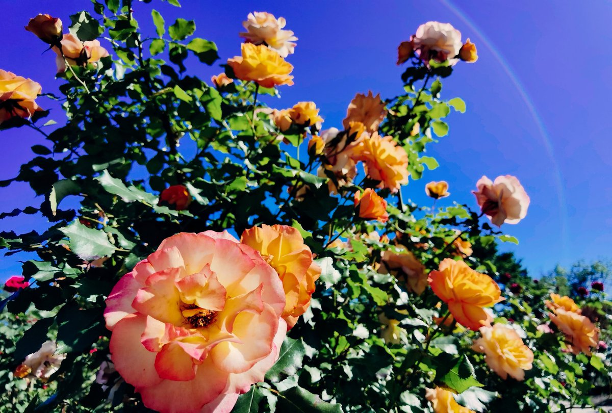 OlechkaNPG's tweet photo. Милуюсь 🌞☺

#flowers
#FlowersOfTwitter #spring2024 #naturespring  #naturephoto #NatureMagic #photo #photonature #photooftheday #photographicart #ukraine #photos #photoOG #фотовесна #фото_тижня #квіти #природаукраїни https://t.co/z8guZpHYjw