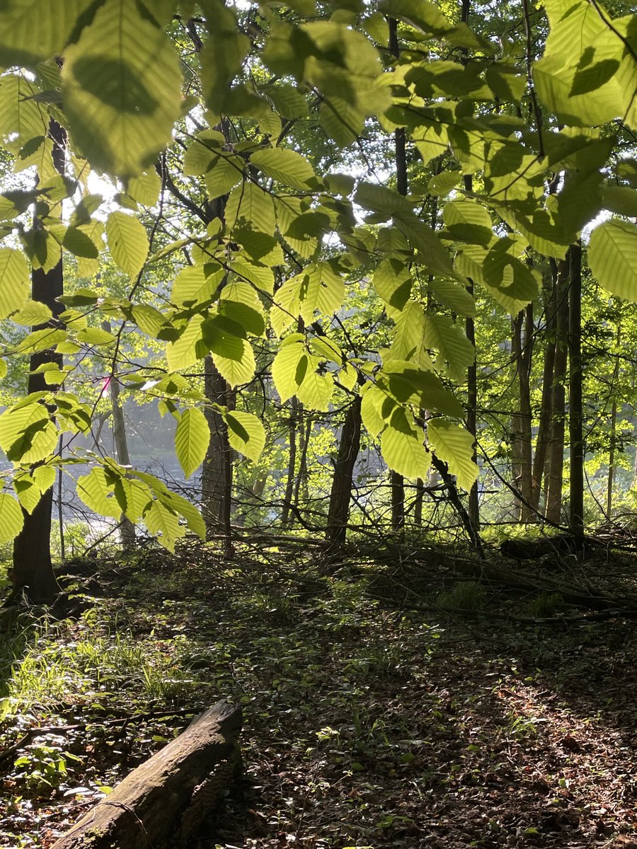 Sun through the leaves 🍃