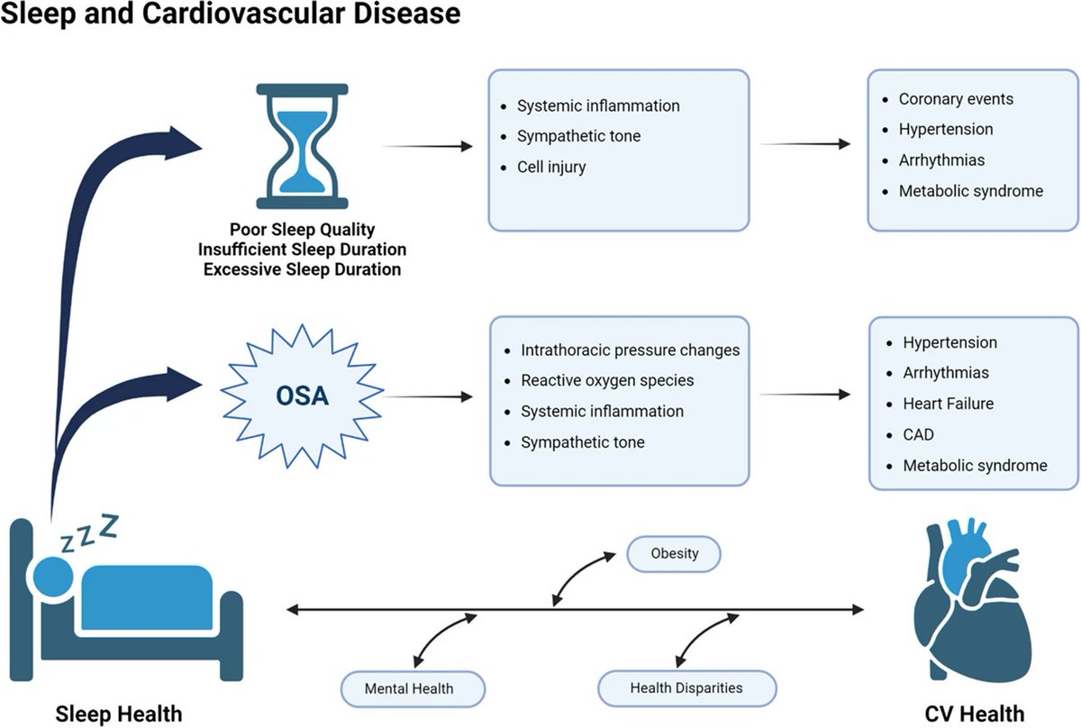 🔴The Role of Sleep in Cardiovascular Disease #2024Review #OpenAccess ✅link.springer.com/article/10.100… #medtwitterWhat #MedTwitter #CardioEd #medx #medEd #CardioTwitter #cardiotwitter #MedX #MedEd #cardiology #cardiotwiteros #FOAMed #medicine #cardiox #medical
