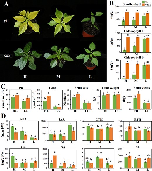 Hortres's tweet image. High light intensity turns pepper mutant yl1 leaves yellow by boosting carotenoid biosynthesis and decreasing chlorophyll. bHLH71-like regulates this process. 🌞🌿 #PlantScience #LightIntensity @OxfordJournals 
Details:doi.org/10.1093/hr/uha…