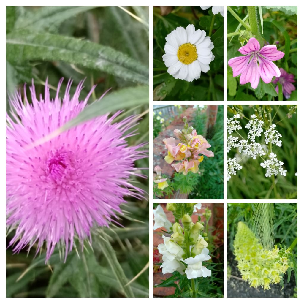 After church went to the shop with middle isles to get Sack barrow, stood at tills to pay only to realise I had ☔ instead of 👛 which I'd left@ home! felt no shame just ✓ off. Anyway these cheered me up on the walk home #SevenOnSunday. Blessings to you all.