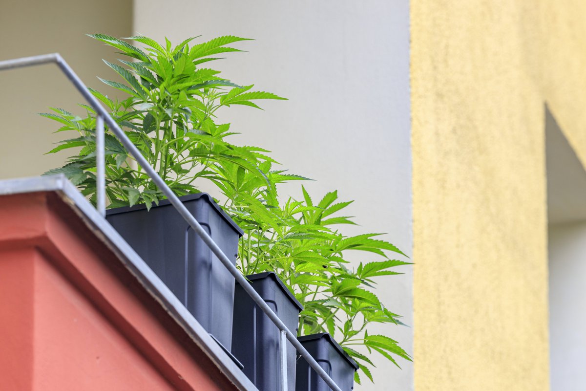 #Deutschland, Mai 2024 (Symbolbild)

Eigenanbau von #Cannabis auf einem Balkon in Berlin-Neukölln