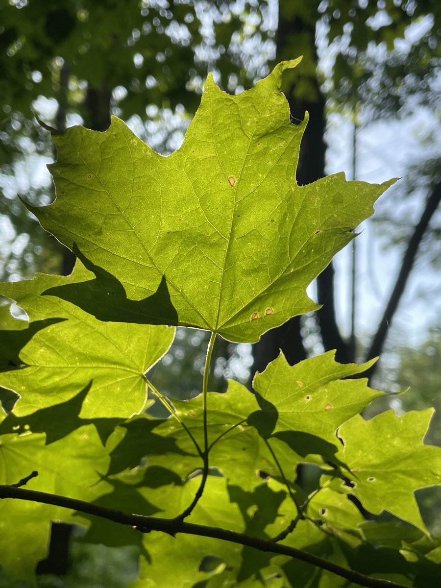 Happy maple 🍁 leaves!