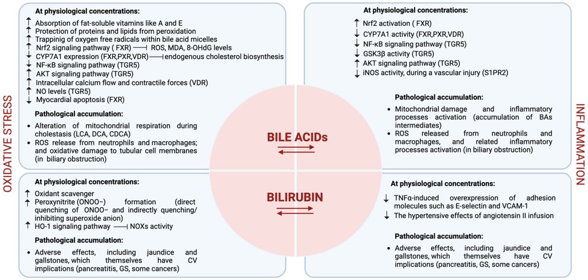 🔴Bile Acids and Bilirubin Role in Oxidative Stress and Inflammation in Cardiovascular Diseases #OpenAccess #2024Review mdpi.com/2079-9721/12/5… #medtwitter #foamed #meded #medtwitterWhat #MedTwitter #CardioEd #medx #medEd #CardioTwitter #cardiotwitter #MedX #MedEd #cardiology