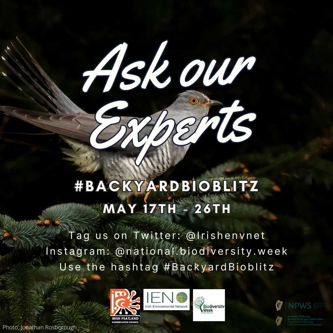 What plants and animals can you find today? We're here to identify them with Irish Peatland Conservation Council. Take a photo and tag us on TwitterX @irishenvnet (or Instagram @national.biodiversity.week) and use #BackyardBioblitz. #BiodiversityWeek2024