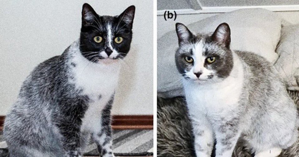 Good news… scientists discovered a new type of cat! It is the result of a random mutation. It looks similar to tuxedo cats but slightly different.