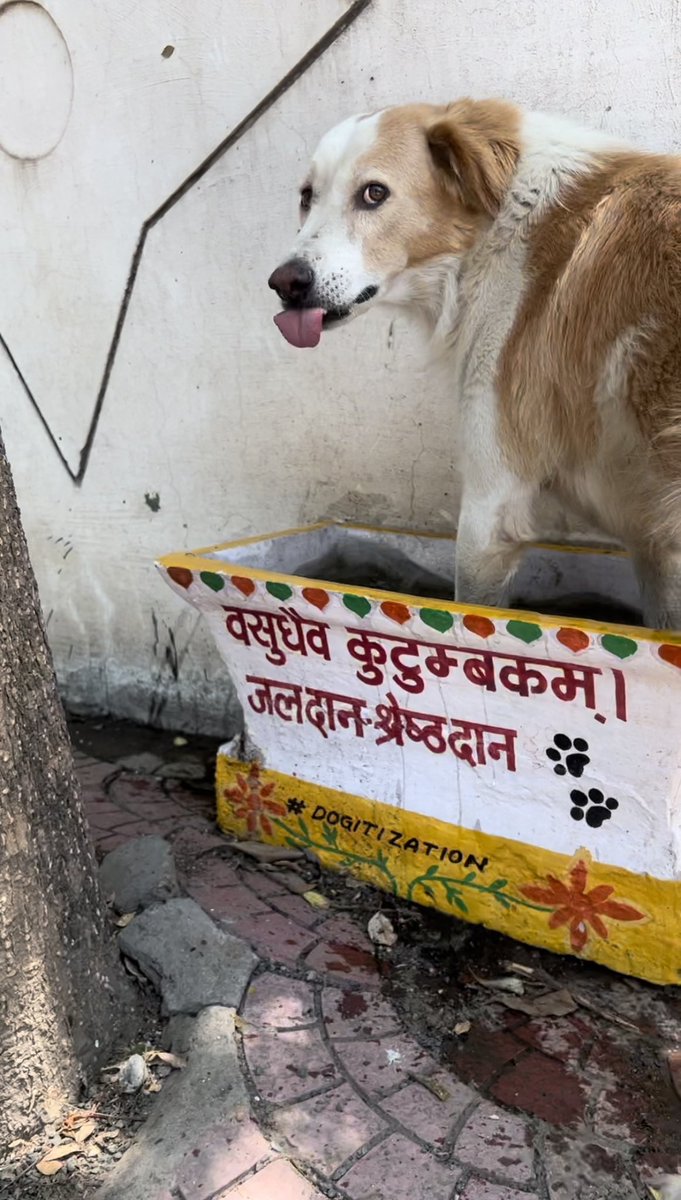 जीवन तो हर किसी को मिला है, यह हमारा सौभाग्य है की जागरूकता होने के कारण हम इन जीवों की मदद कर अपने कर्म संवार रहे है!
#दयालुभारत