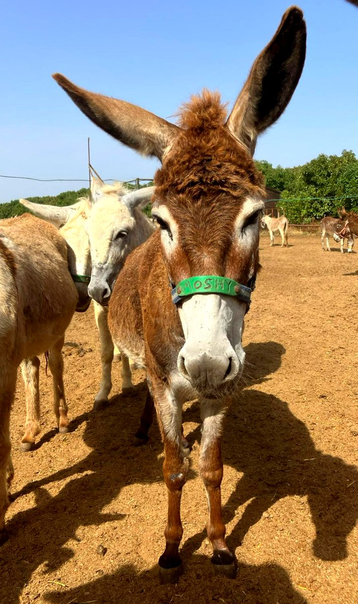 🥰 Happy Sunday everybody with love from a few of our rescued donkeys at our sanctuary here in Israel; Mickey, Morgan & friend, Zoe & Truffle & Moshe - now aren't they all absolutely adorable Your support meant that these donkeys & 165 others have a happy home - thank you 🙏👏