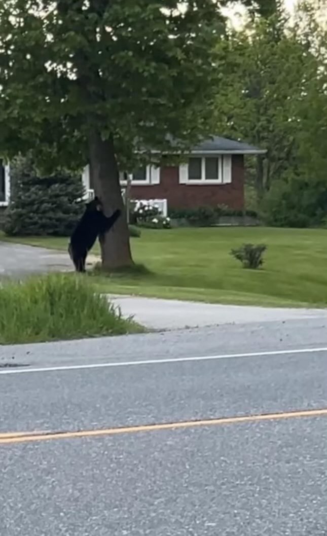 Live photo of the bears taking over GTA housing market