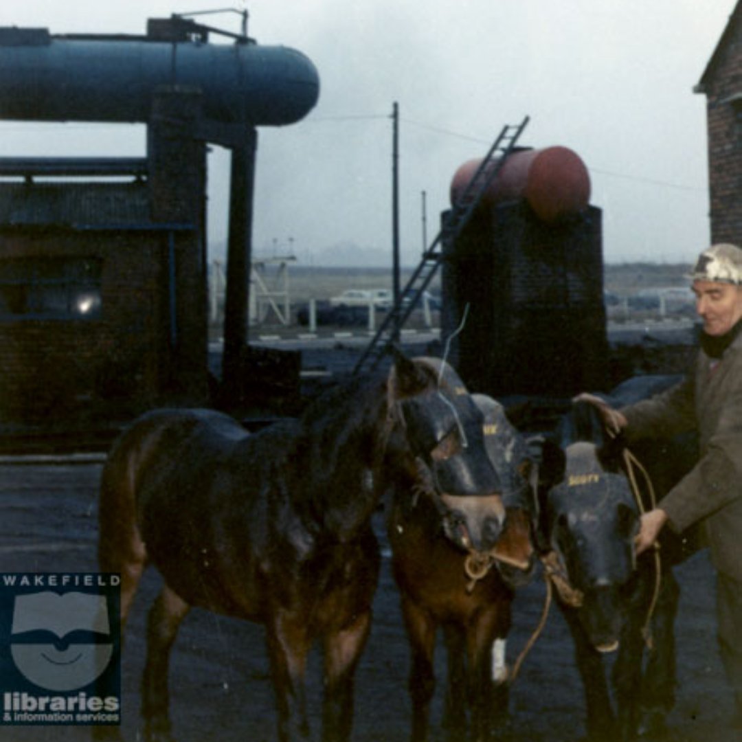 📸Here's a picture of pit ponies retiring at Parkhill Colliery in 1972.
Check out these picture and more like it at twixtaireandcalder.org.uk

#makewordscount #wordfest #libraries #wakefield #festival #mine #pitpony
@WFmuseum @MyWakefield @WkfdHistSoc