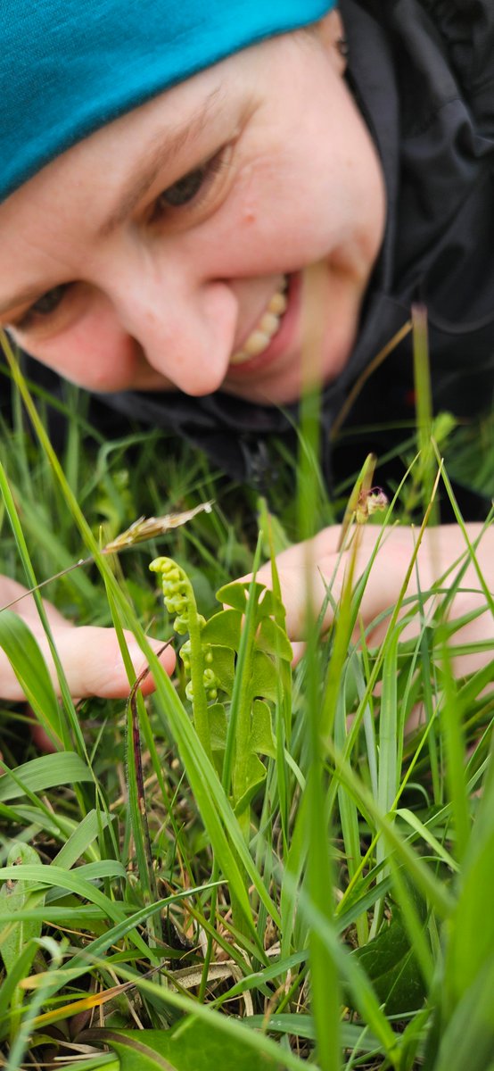 Bioblitz with Burren Beo starting with Moonwort, one of Ireland's rarest ferns