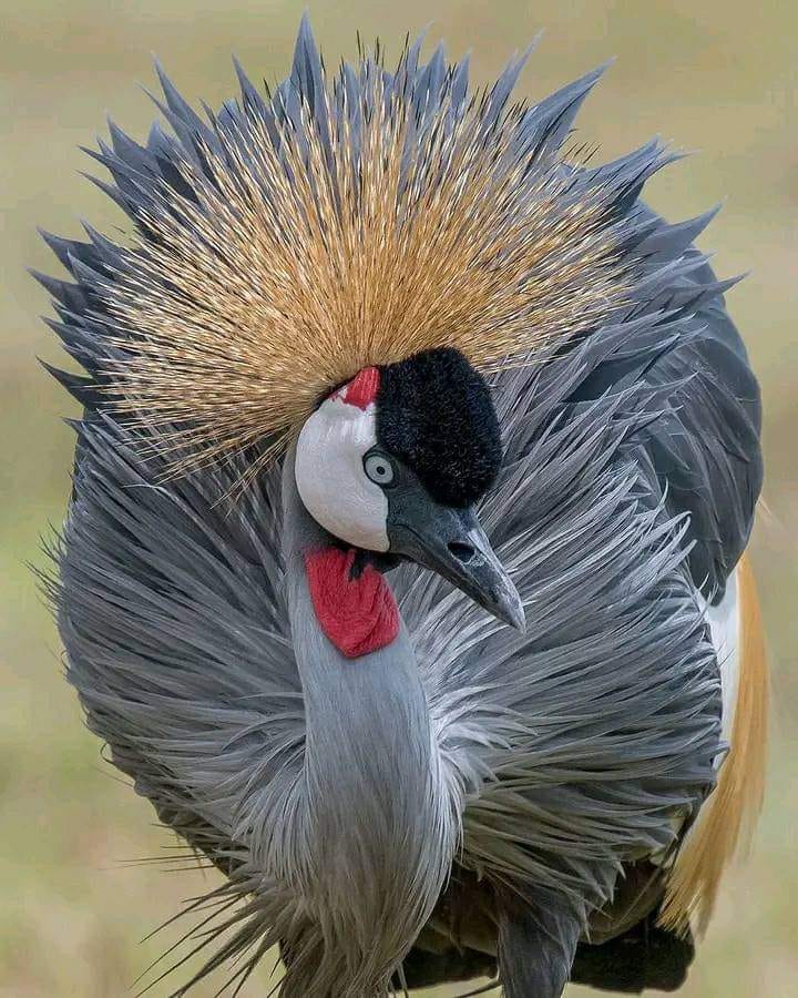 #NoDesign🙄 the African Grey Crowned Crane
