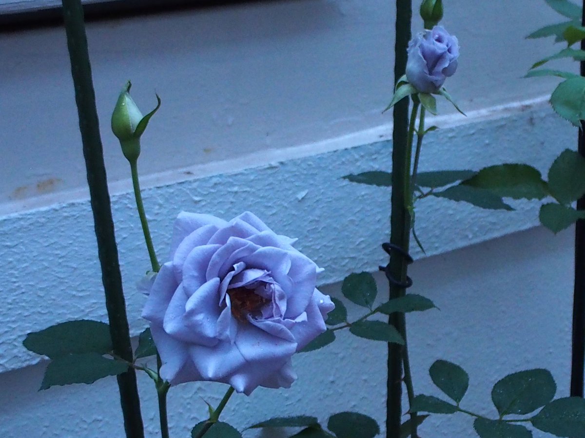 本日の #ターンブルー 
起きたらもうかなり開いてた😅
なかなかタイミングが合わないな💦
撮影時間の違い（17:45頃と18:45頃）で色合いが違って写る。
↓ #薔薇 #バラ #Rose