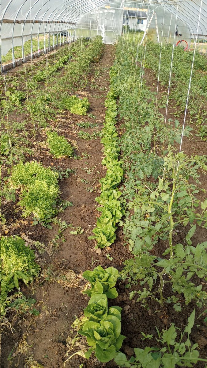 The Strawberry Scaries tweet media