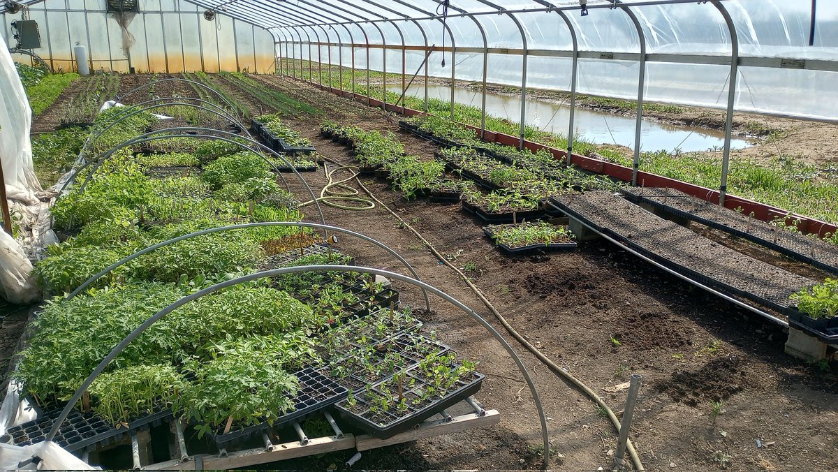 The Strawberry Scaries tweet media