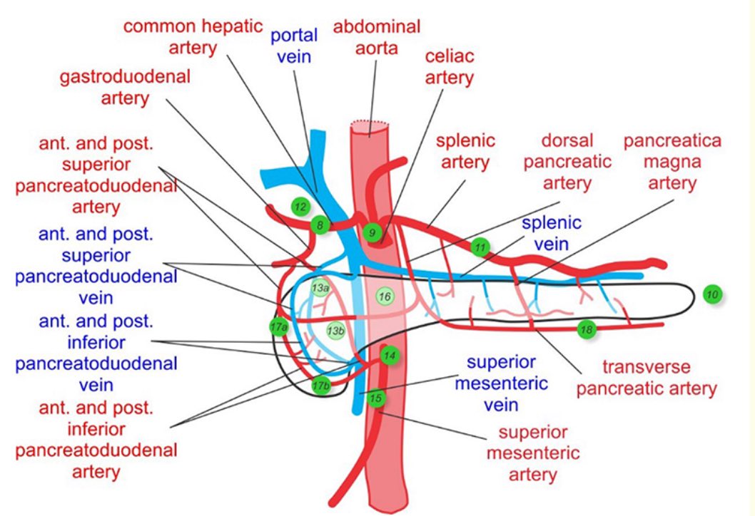 Vascular anatomy of the pancreas. @juliomayol @SSATNews @TomVargheseJr @IHPBA