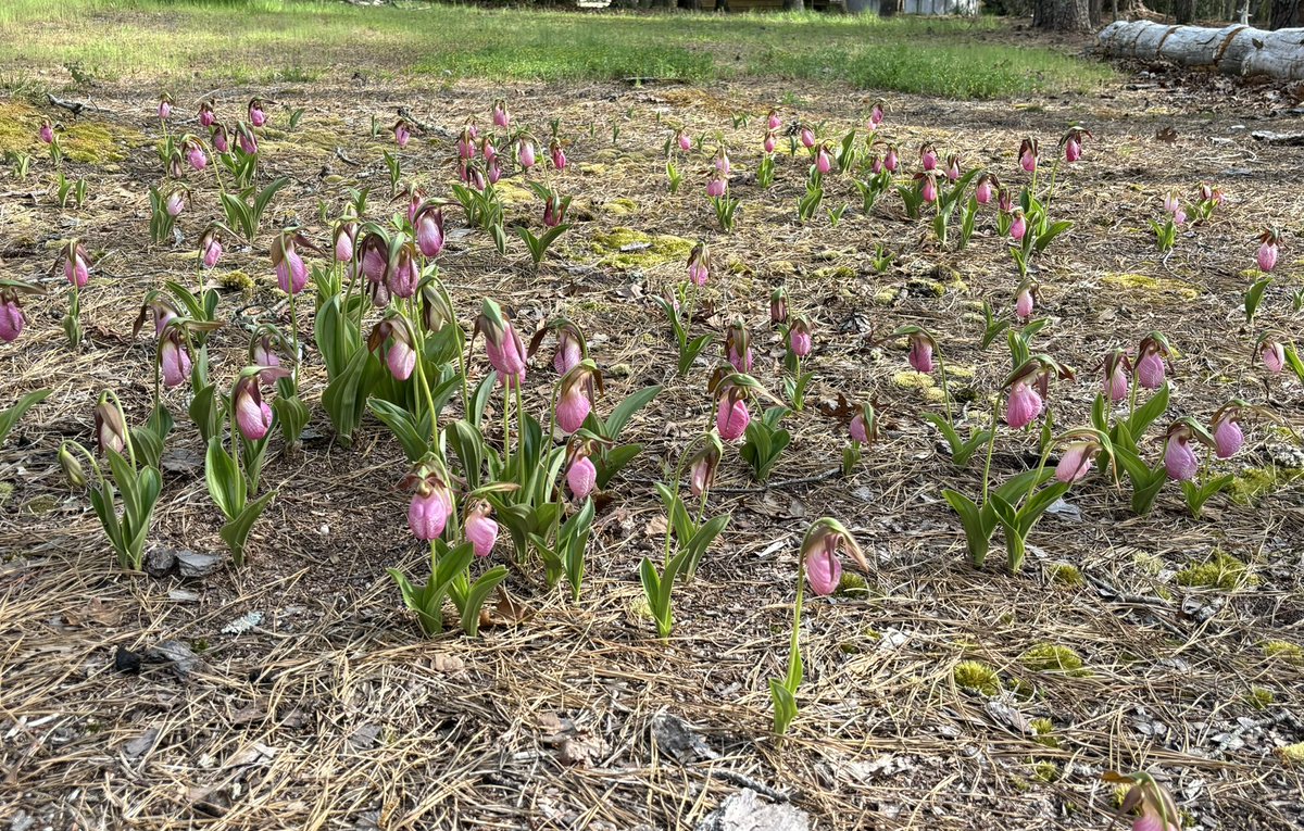 Pink Lady Slippers courtesy of Samantha Dawson! @nj_pinelands