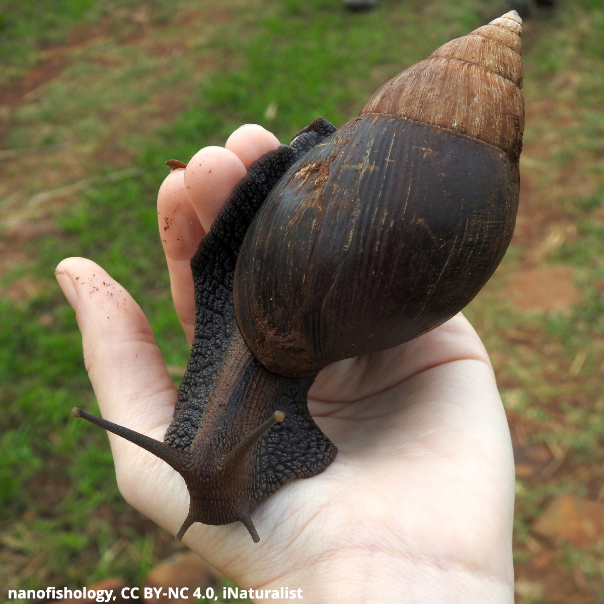 Here’s an African land snail to brighten your day! 🐌 Found in parts of eastern Africa, this jumbo gastropod can grow ~5.9 in (15 cm) in size—making it one of the world’s largest snails! It’s a member of the Achatinidae family, which includes a number of similarly sized species.