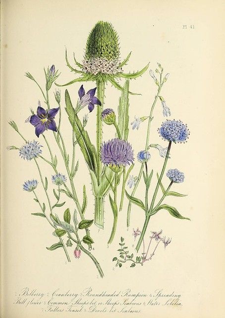 Plate from British Wild Flowers, William Smith, London, 1846. Bilberry, cranberry, round-headed rampion, spreading bellflower, common sheepsbit, sheep's scabious, lobelia, fuller's teasel, devil's bit scabious.