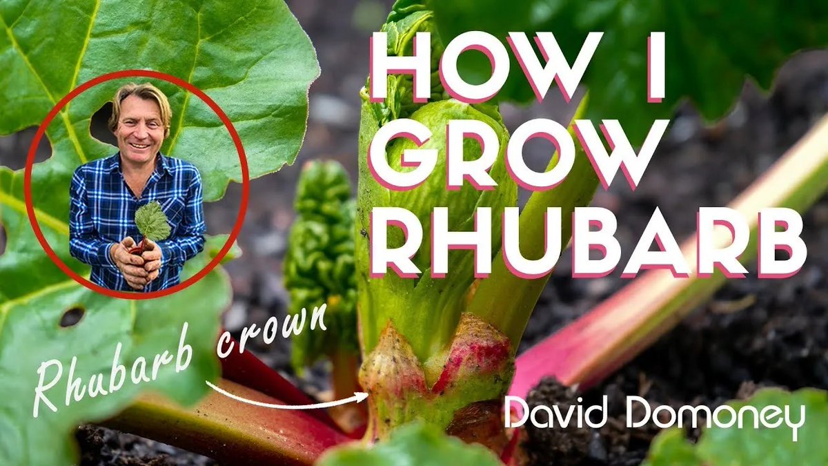 In this video, I want to show you how I grow rhubarb. Filmed over 1 year, I filmed the key moments of growing this plant successfully. Rhubarb is one of the easiest edible plants to grow. It’s frost-resistant and doesn’t need much care and attention. bit.ly/44112Bp