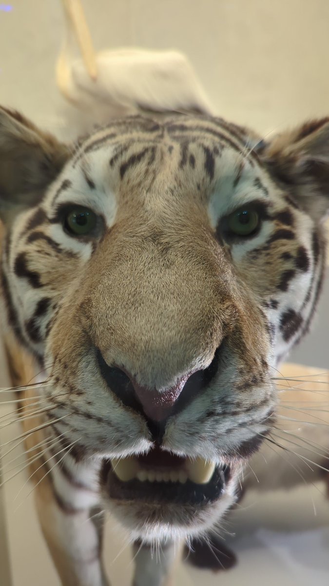 This is Terence the Tiger. He wants your pats while I am abroad. 

He also wants to know if you took some you-tume this week.

Don't leave Terence hanging...