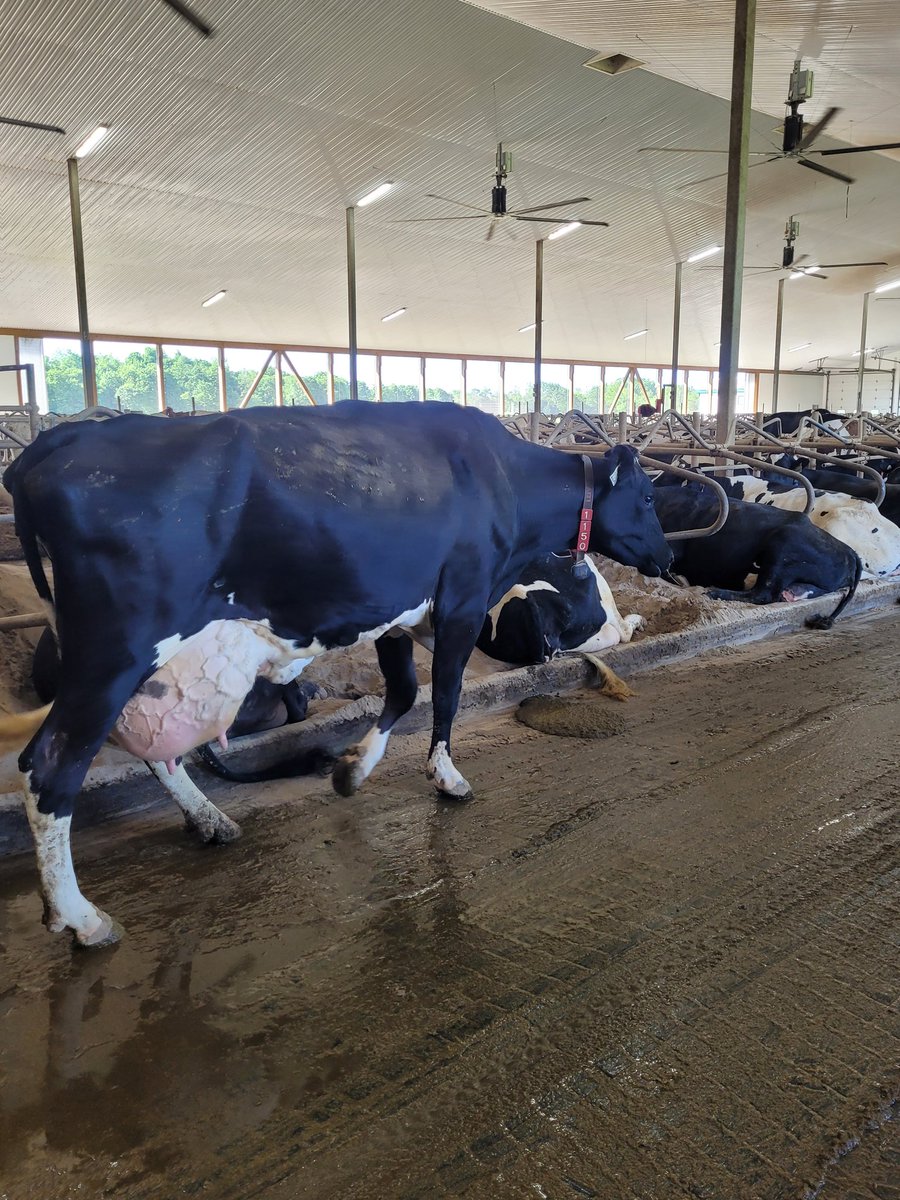 ProCross 3rd lactation cow. On track to give 20,000kg this lactation.