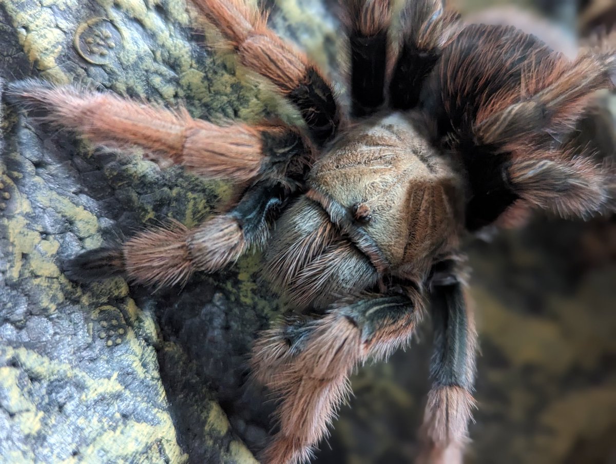 Managed to swap Socks for an Ypyrapora diversipes sling with a breeder, and picked up a gorgeous adult female Aphonopelma chalcodes ❤️🕷️