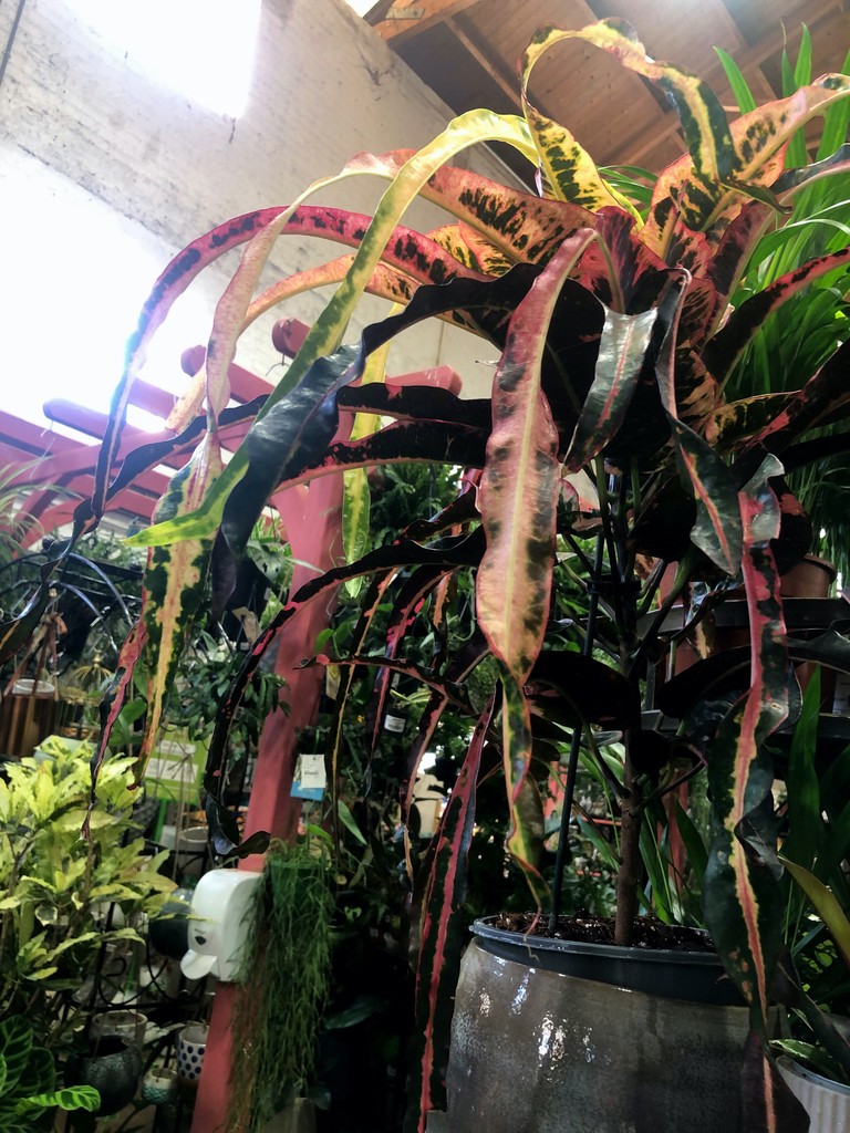 Colourful #codiaeum ‘variegatum dreadlocks’  - perennials with large, leathery variegated leaves. Sprays of white/yellow, star-shaped flowers may appear
#gardencentre #since1983 #socialenterprise #camdentown #northlondongardeners #gardenlovers #trainingandemploymentopportunities