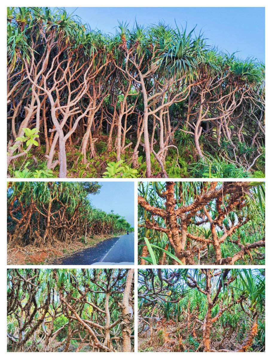 The famous Kia Maze. Coastal Ganjam, Odisha.