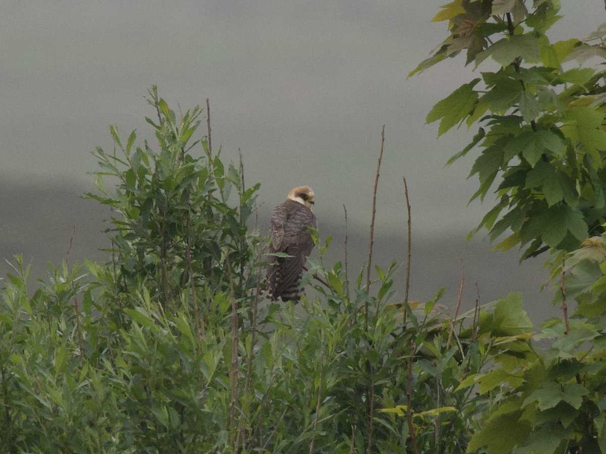 Kevin Kelly (@kevinkelkenny) on Twitter photo Shetland continues to deliver some superb birds. Delighted to find this female Red-footed falcon this morning locally. Only to find it had been found minutes earlier unbeknownst to me by <a href="/davepullan/">Dave Pullan 🏴</a> and his tour group. Took the shine of the new find slightly. But only slightly! Shetland continues to deliver some superb birds. Delighted to find this female Red-footed falcon this morning locally. Only to find it had been found minutes earlier unbeknownst to me by <a href="/davepullan/">Dave Pullan 🏴</a> and his tour group. Took the shine of the new find slightly. But only slightly!